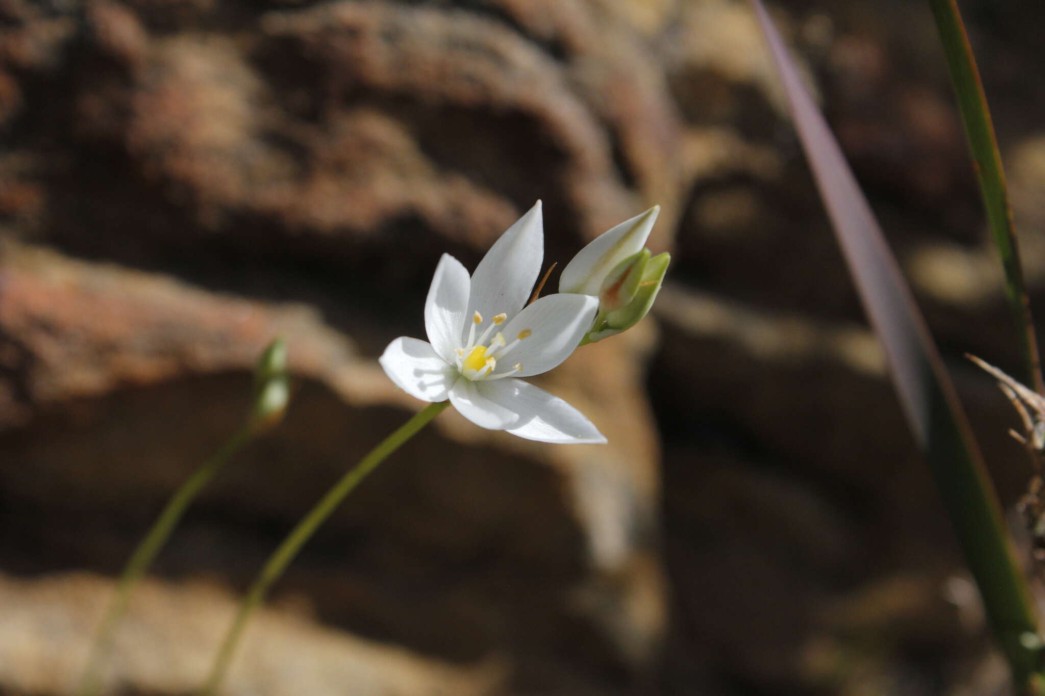 Image of Ornithogalum hispidum subsp. bergii (Schltdl.) Oberm.