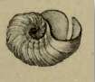 Image of Scissurella costata d'Orbigny 1824