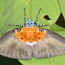 Image of Broad-winged Tiger Moth