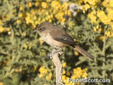 Image of Creamy-breasted Canastero