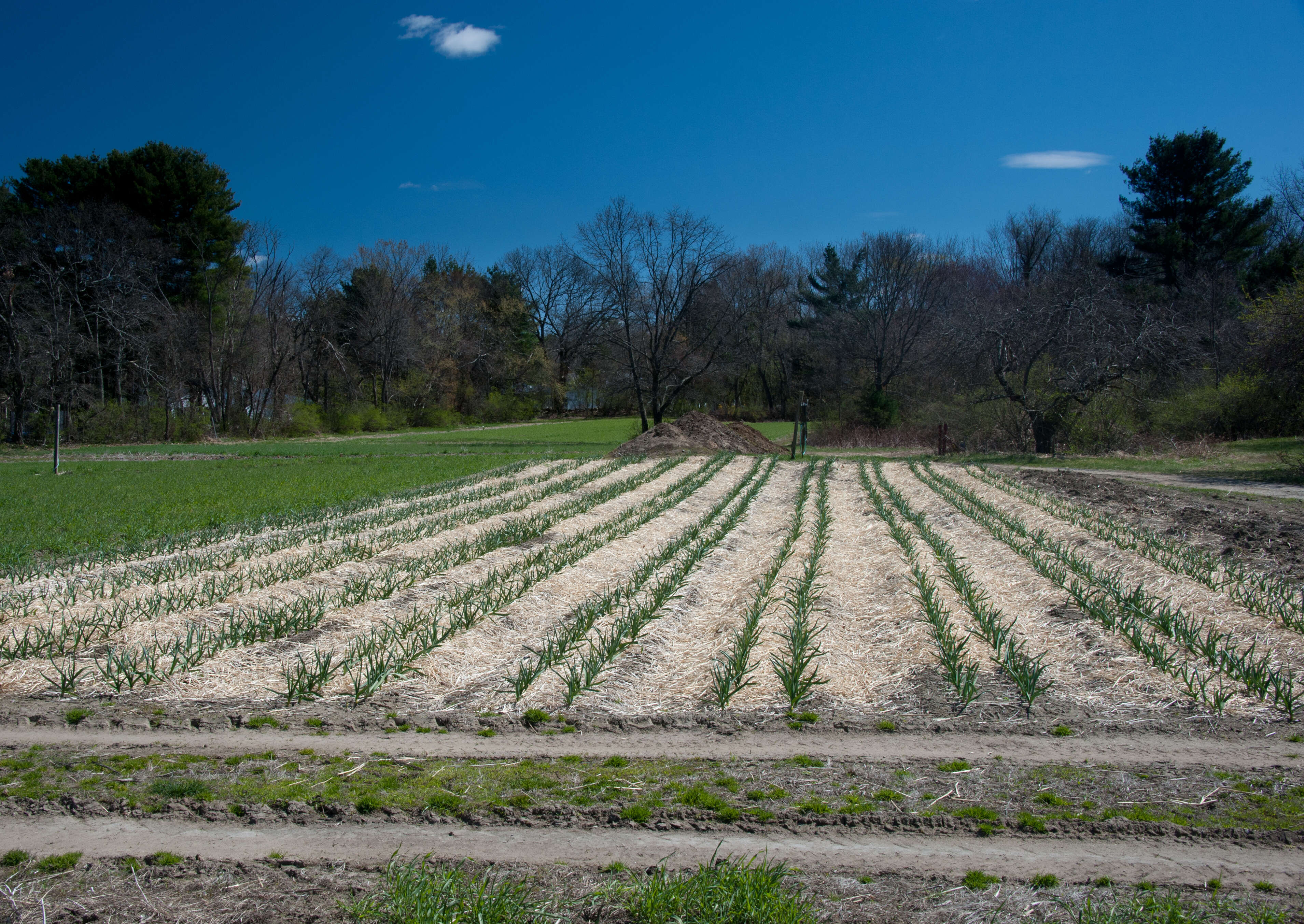 Image of cultivated garlic