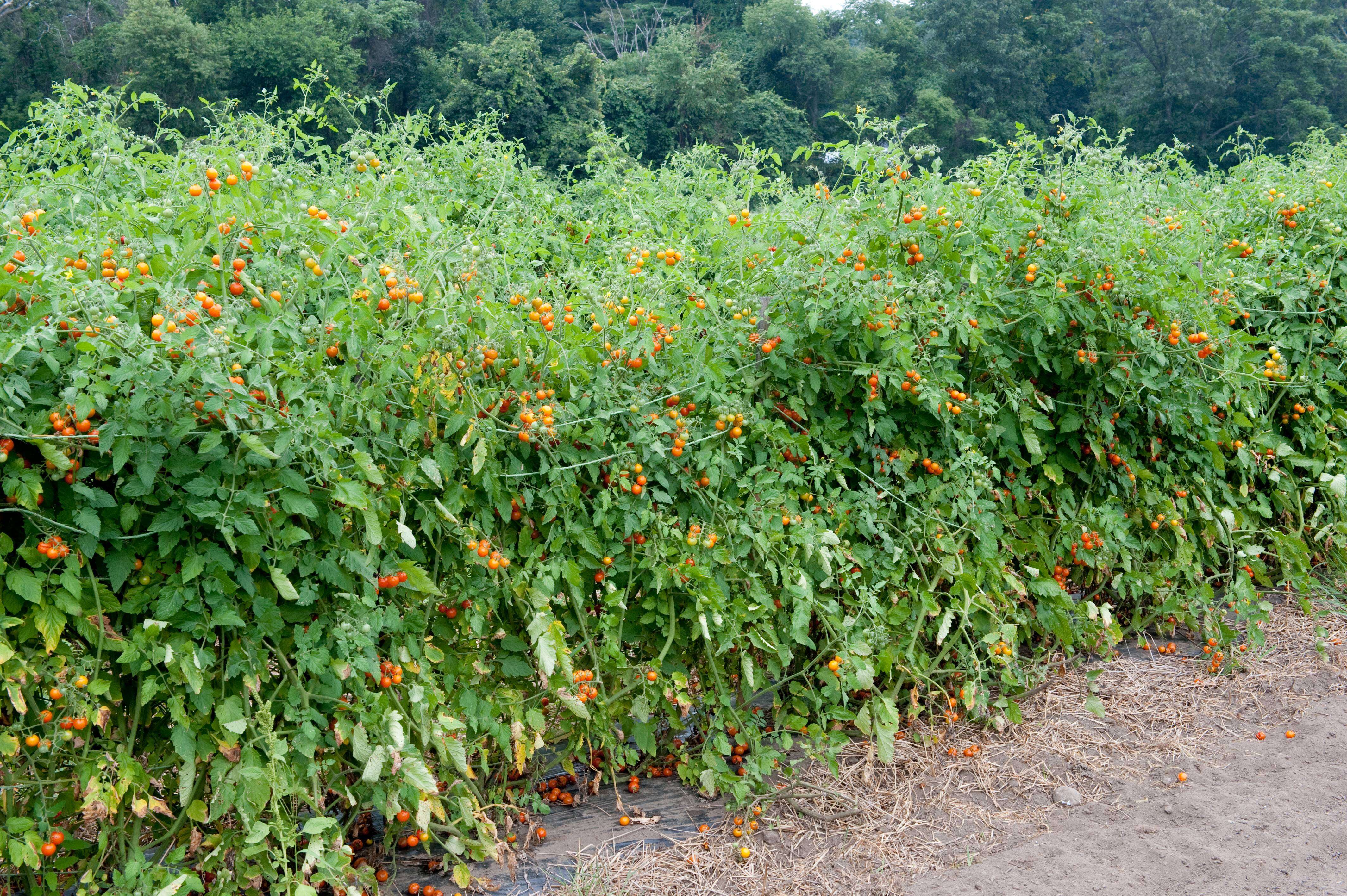 Image of Solanum lycopersicum var. cerasiforme