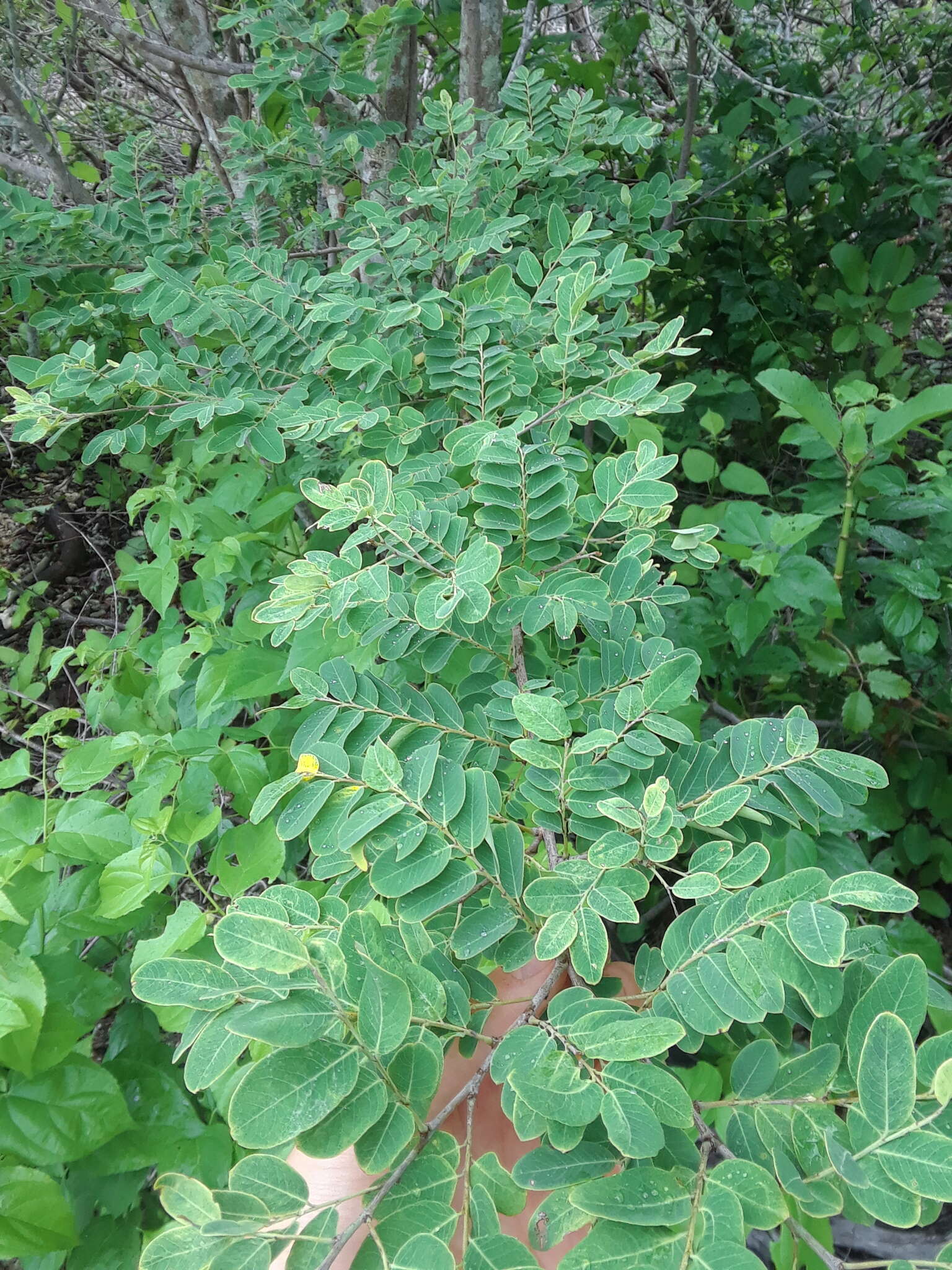 Image de Phyllanthus novae-hollandiae Müll. Arg.