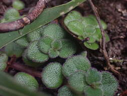 Image de Plectranthus strigosus Benth. ex E. Mey.