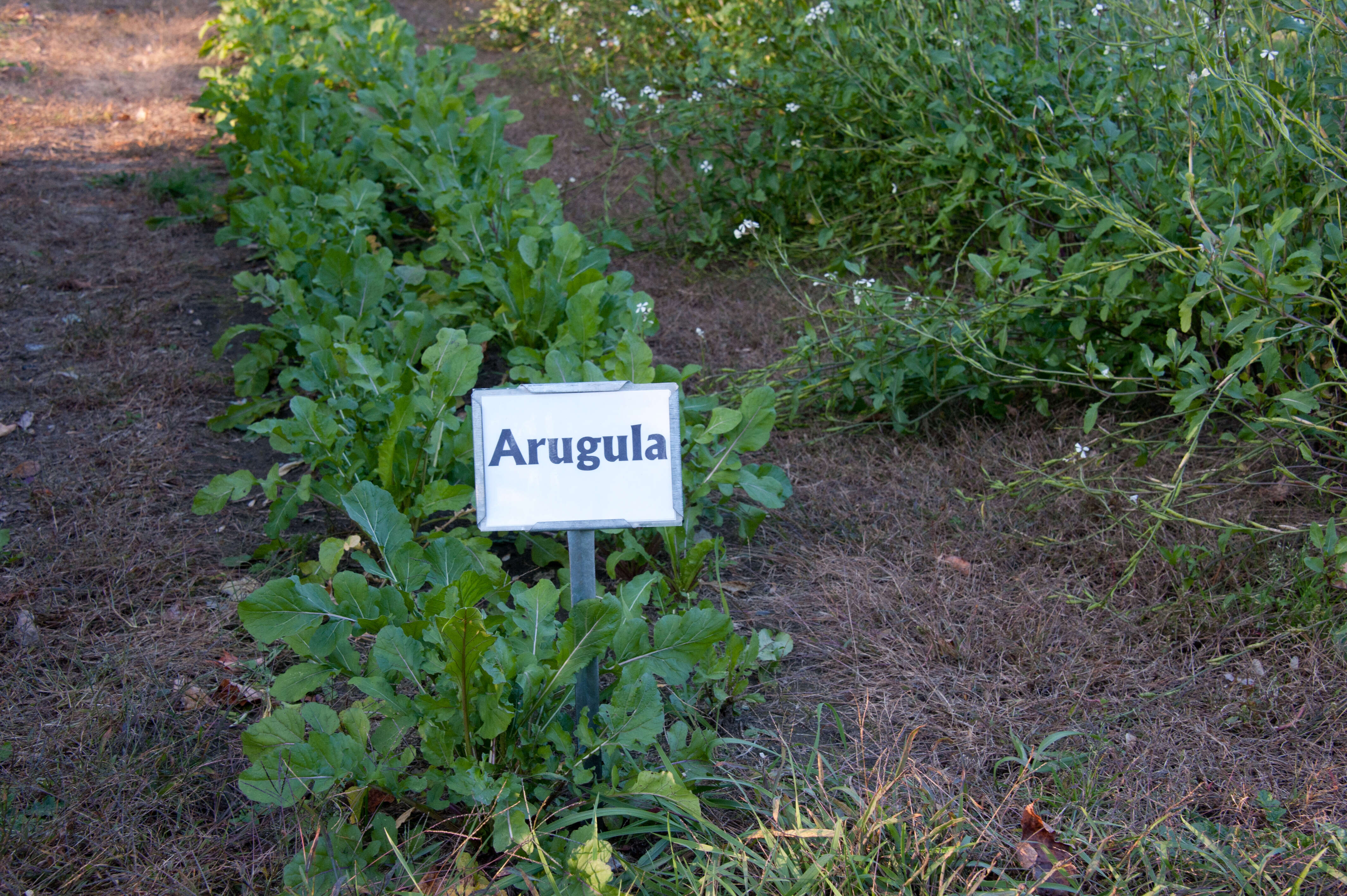 Image of Rocket salad