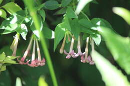 Plancia ëd Bouvardia laevis M. Martens & Galeotti