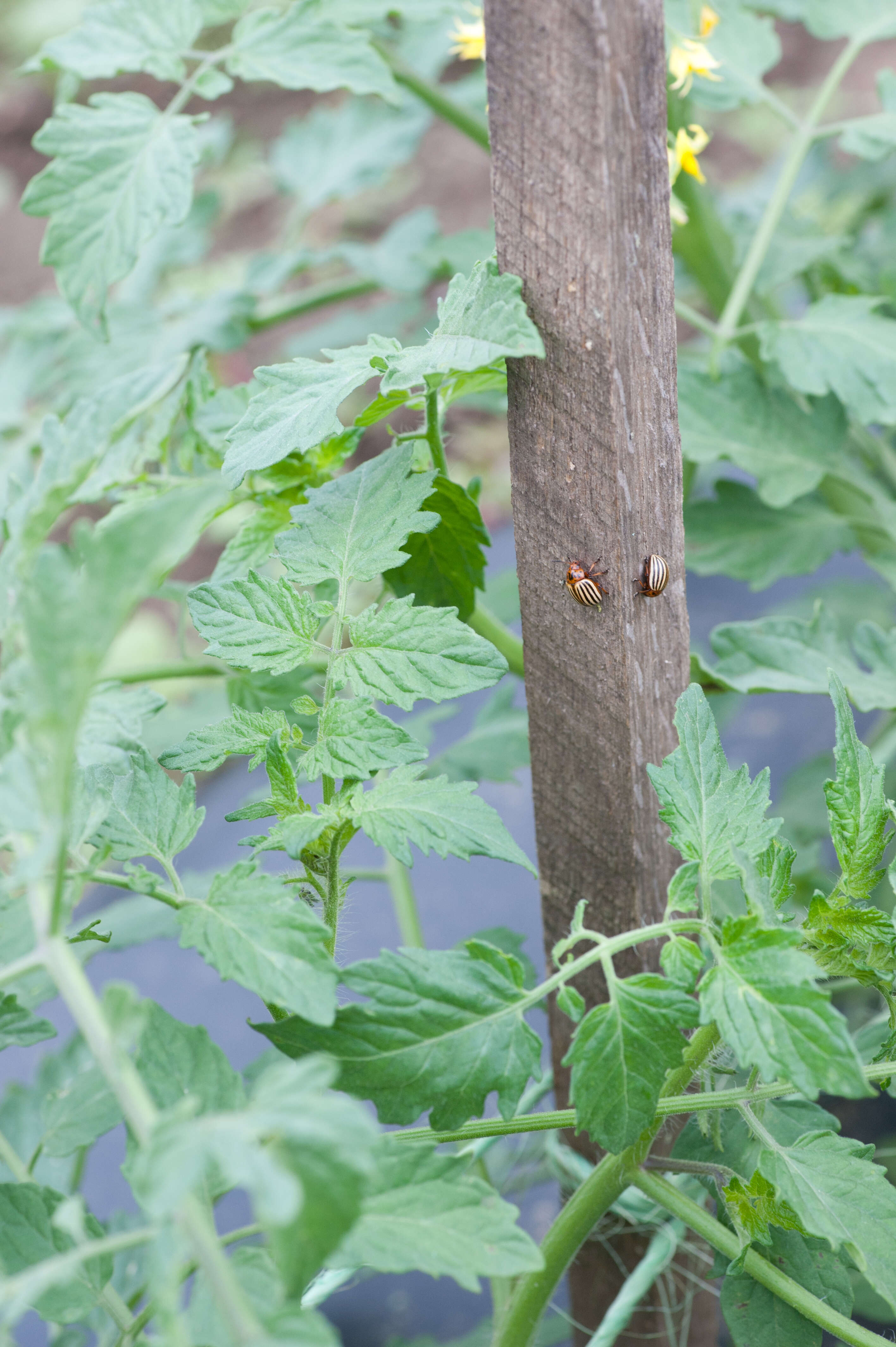 Image of tomato