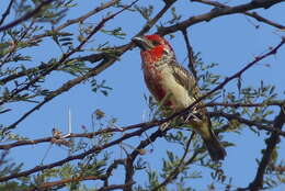 Image of Vieillot's Barbet