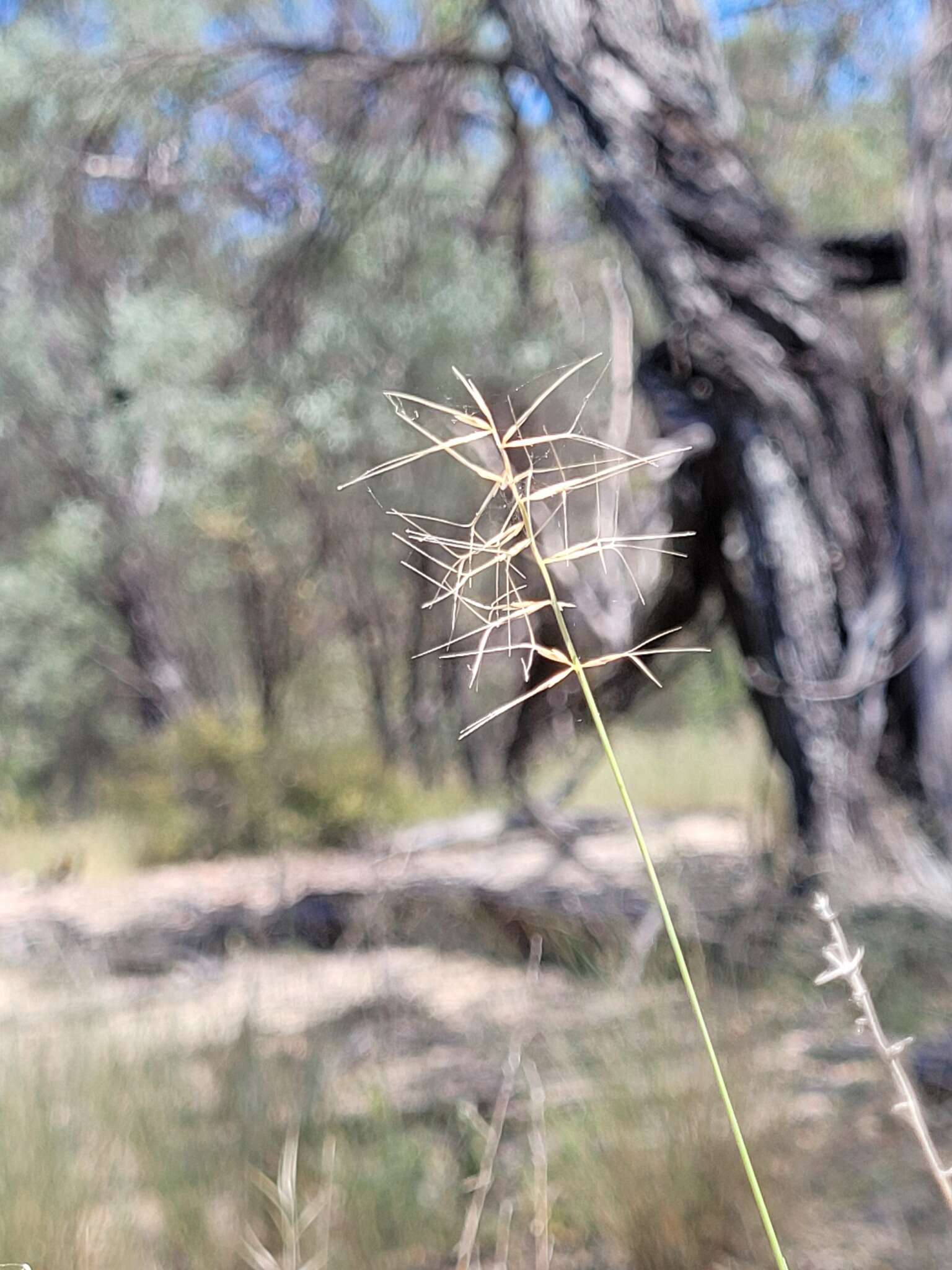 Imagem de Aristida caput-medusae Domin