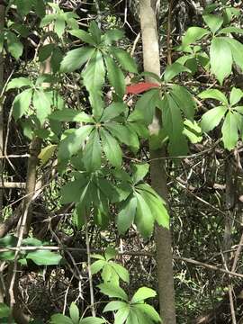 Image of sevenleaf creeper