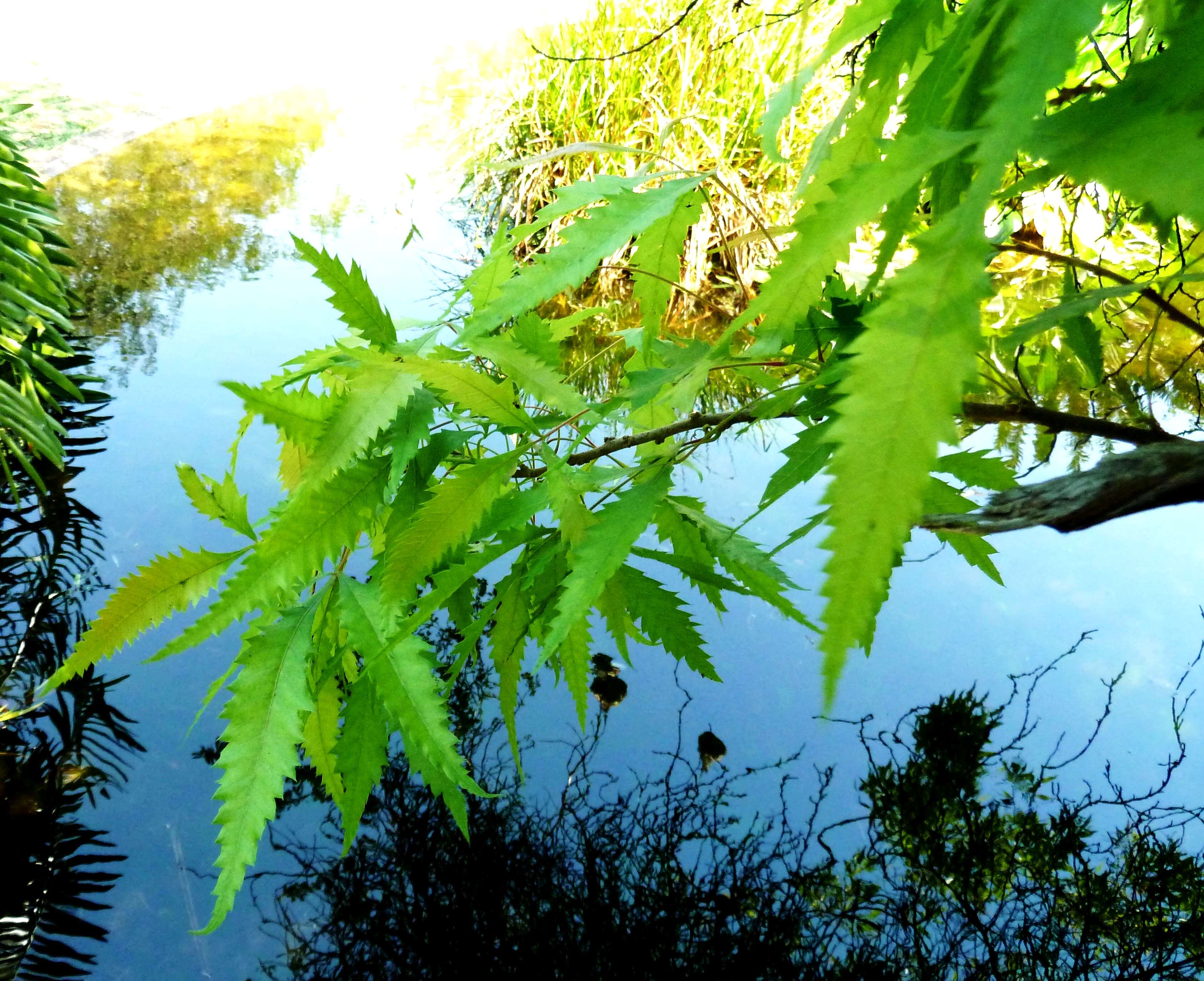 Image of African poison oak