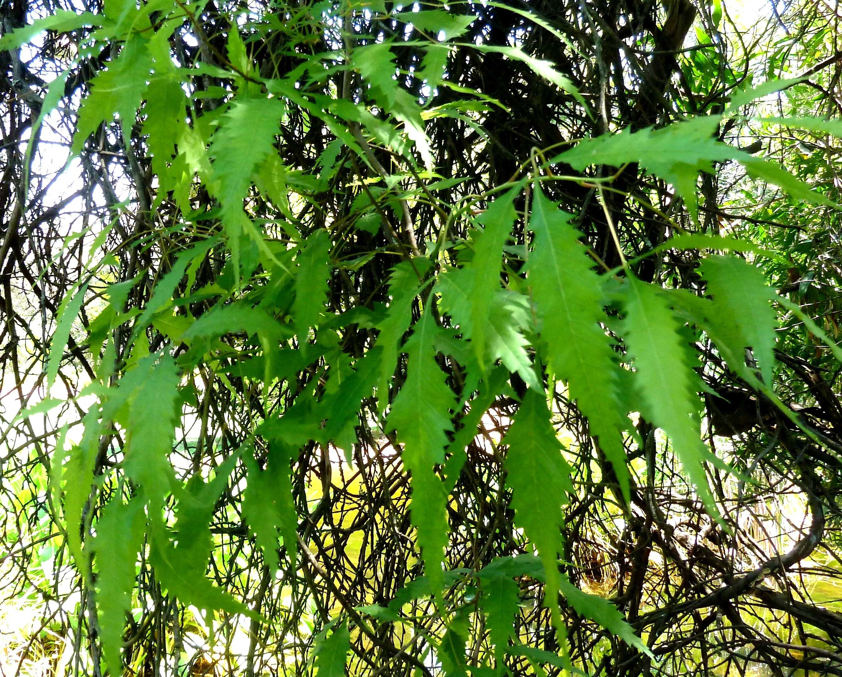 Image of African poison oak