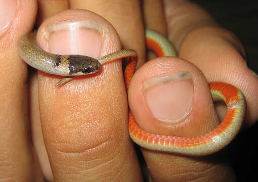 Image of Chihuahuan Blackhead Snake