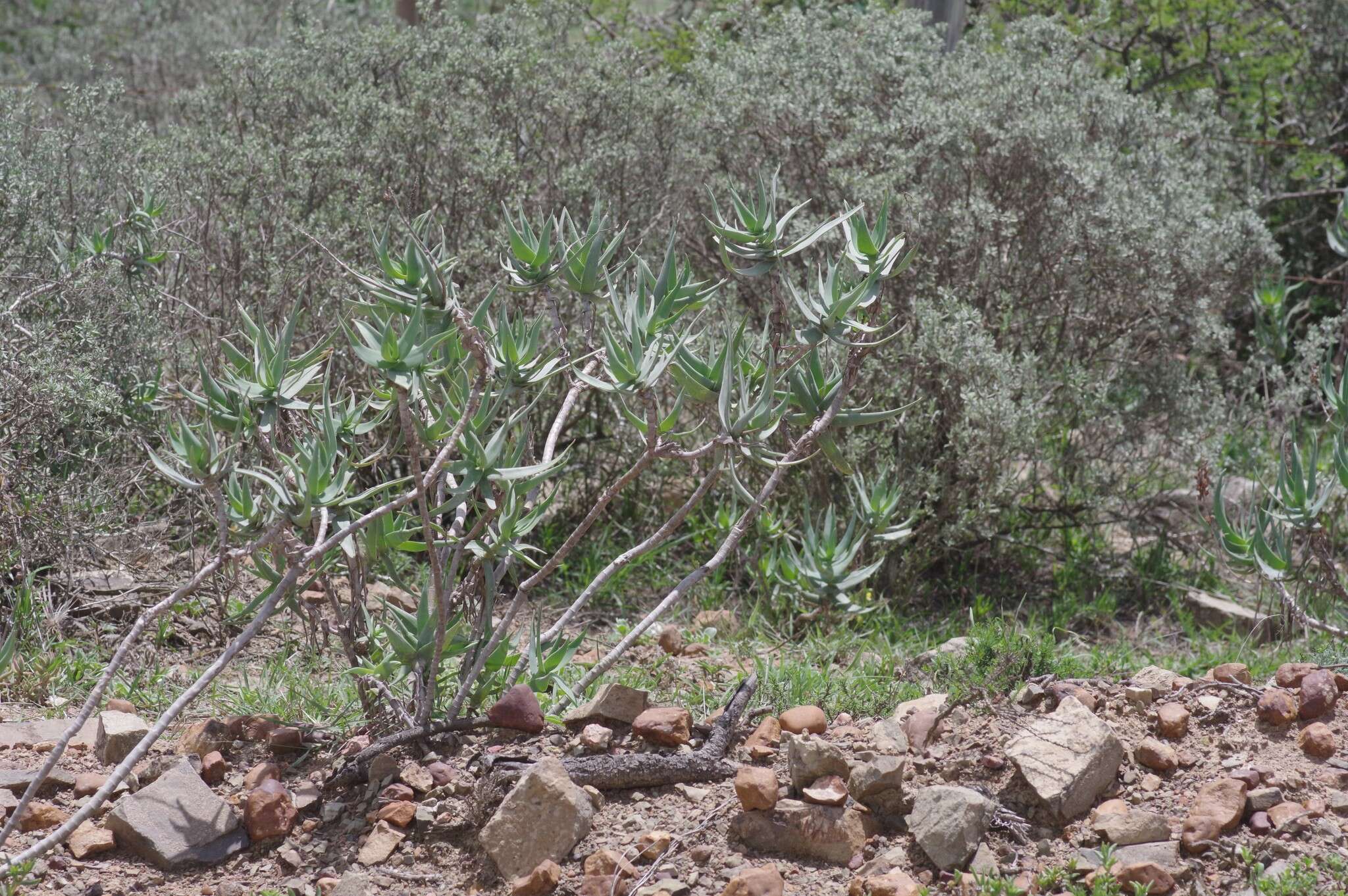 Image of Fence Aloe