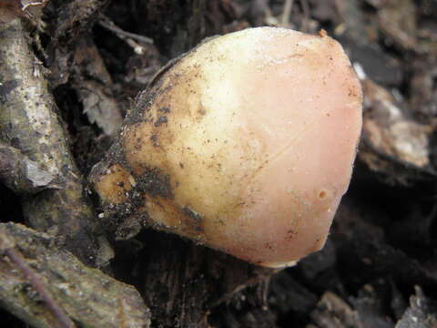 Sarcoscypha coccinea (Gray) Boud. 1885的圖片