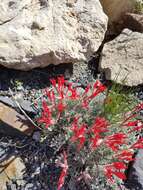 Image of scarlet milkvetch