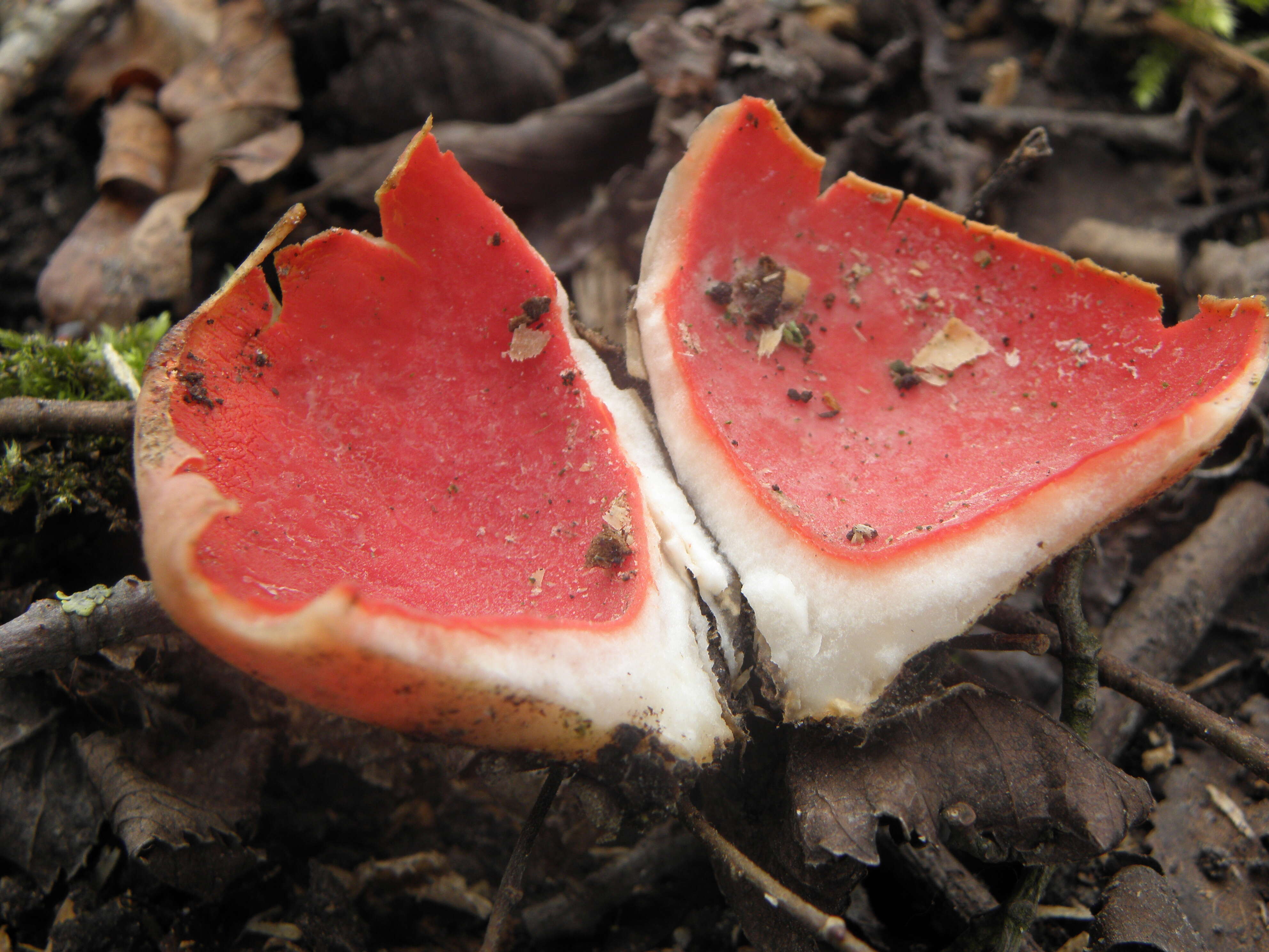 Sarcoscypha coccinea (Gray) Boud. 1885的圖片