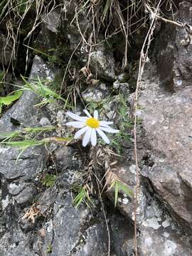 Image of Chrysanthemum morii Hayata