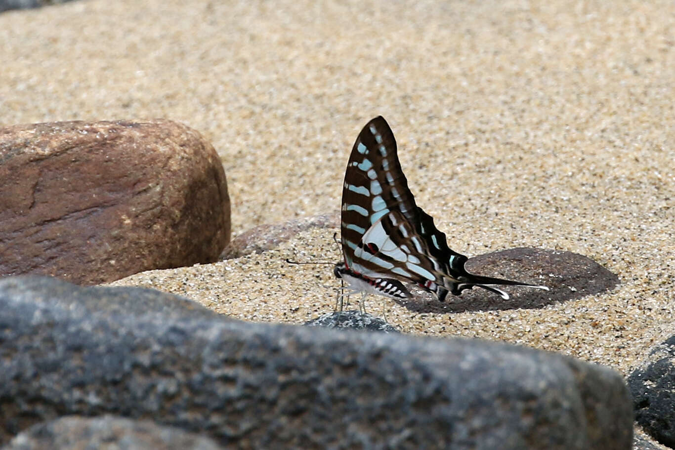 Plancia ëd Graphium evombar (Boisduval 1836)