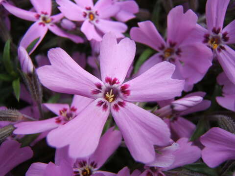 Image of moss phlox