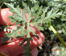 Image of Geranium multisectum N. E. Br.