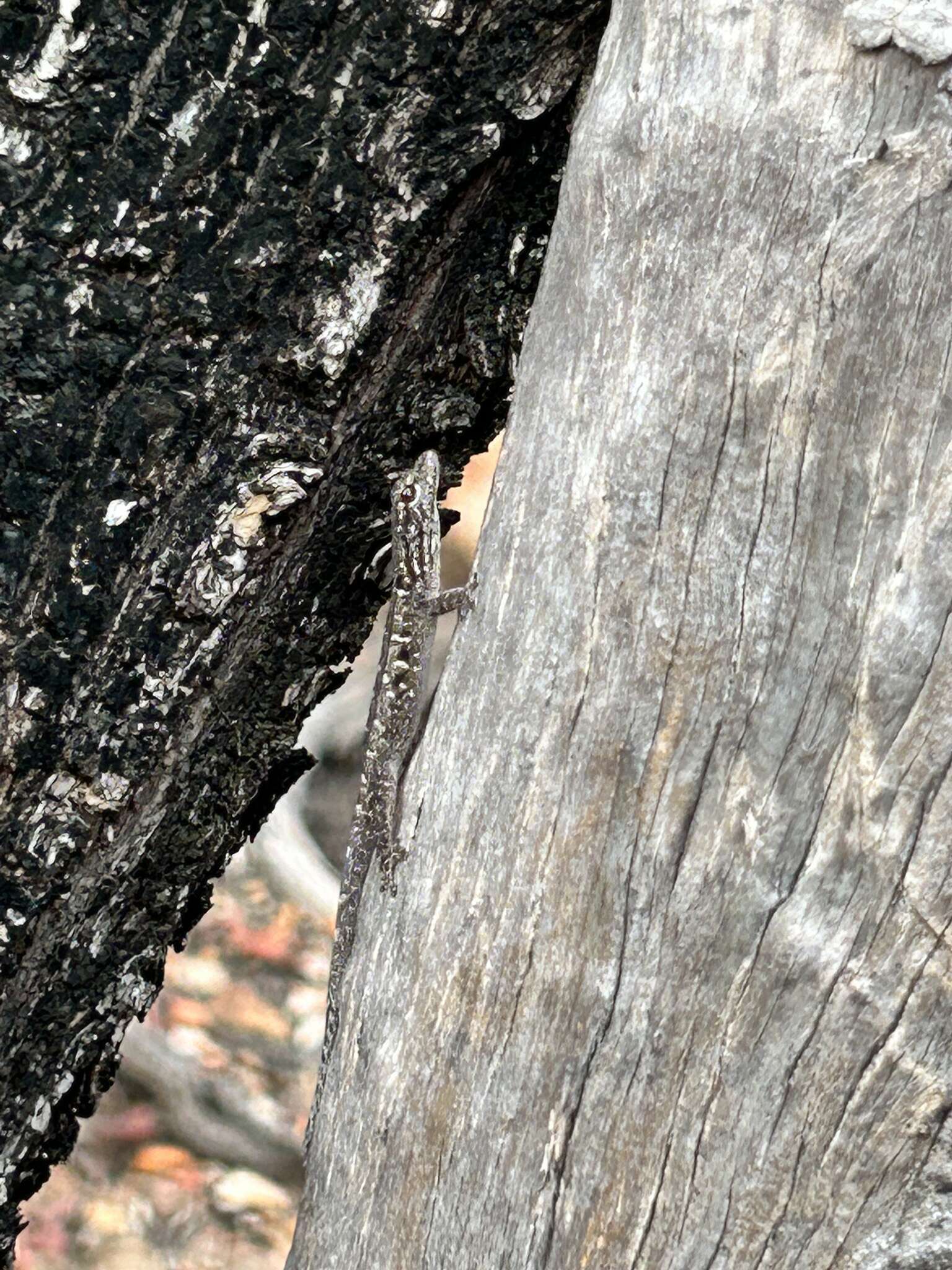 Image of Stevenson's Dwarf Gecko