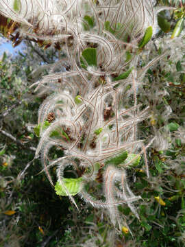 Image of alderleaf mountain mahogany