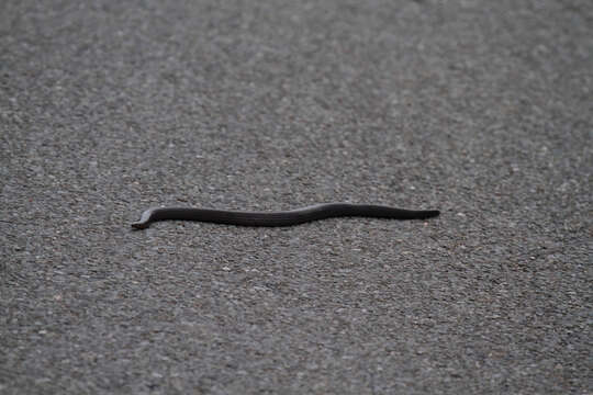 Image of Nilgiri Burrowing Snake