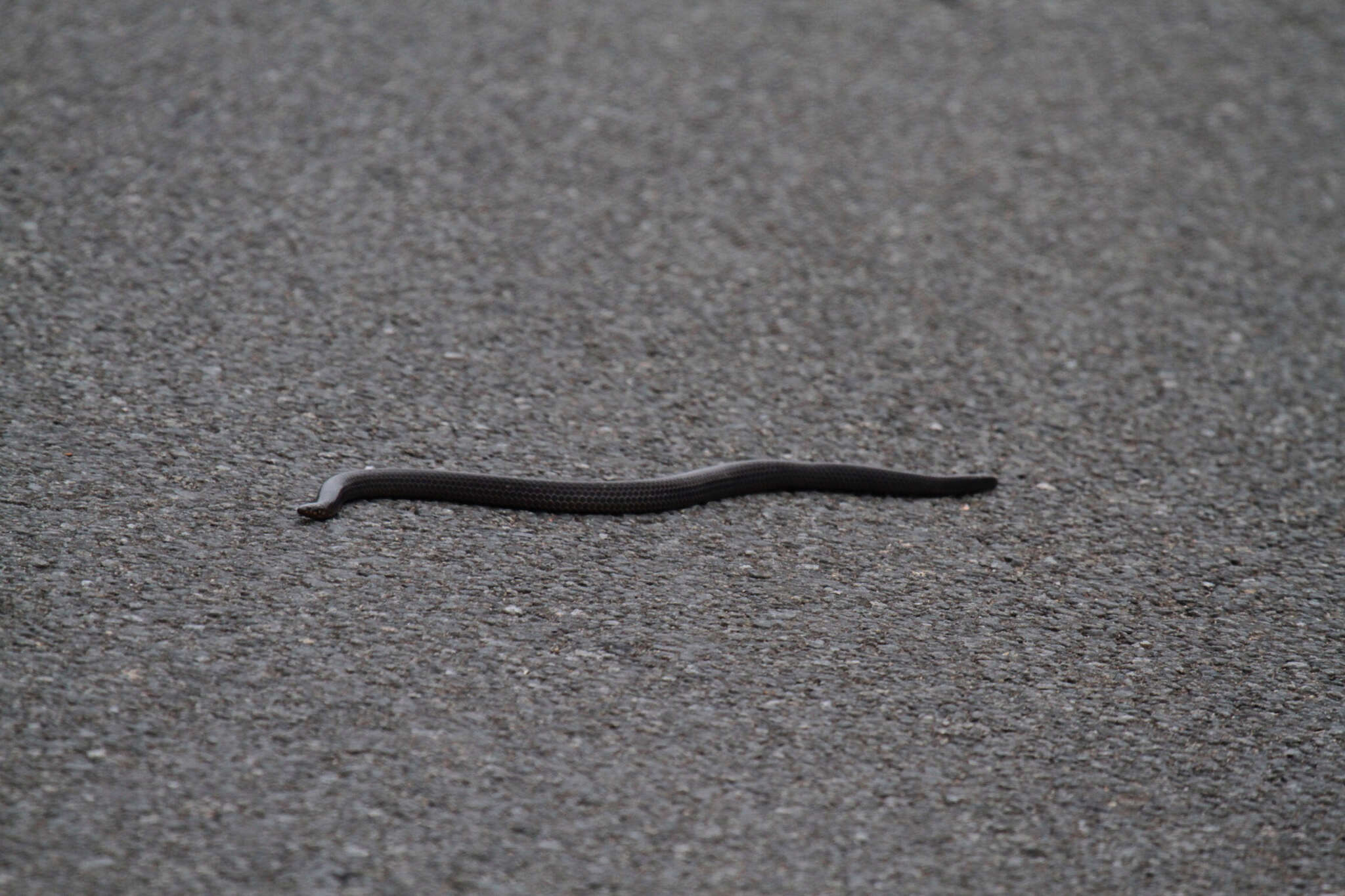 Image of Nilgiri Burrowing Snake