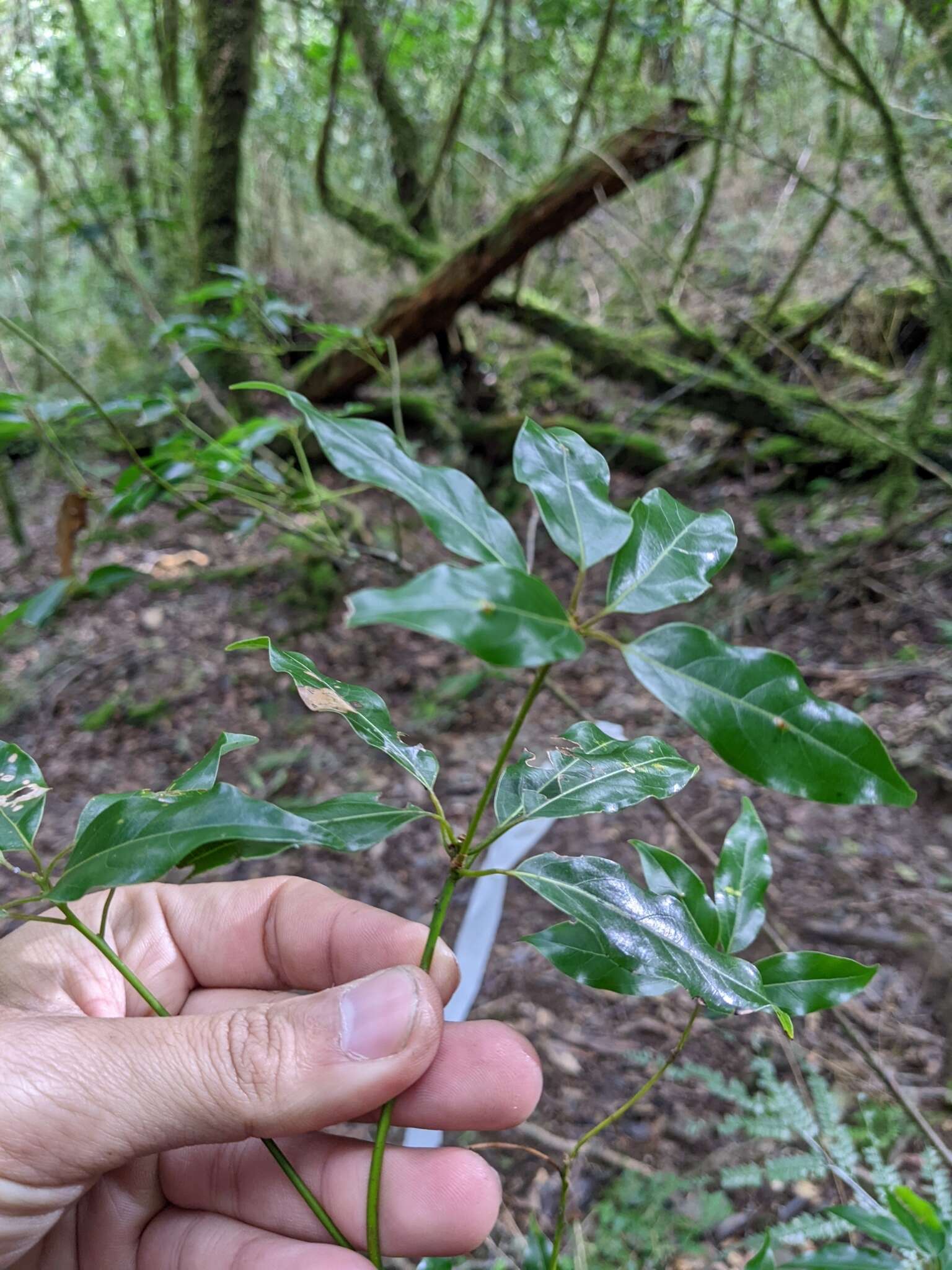 Слика од Neolitsea acuminatissima (Hayata) Kaneh. & Sasaki