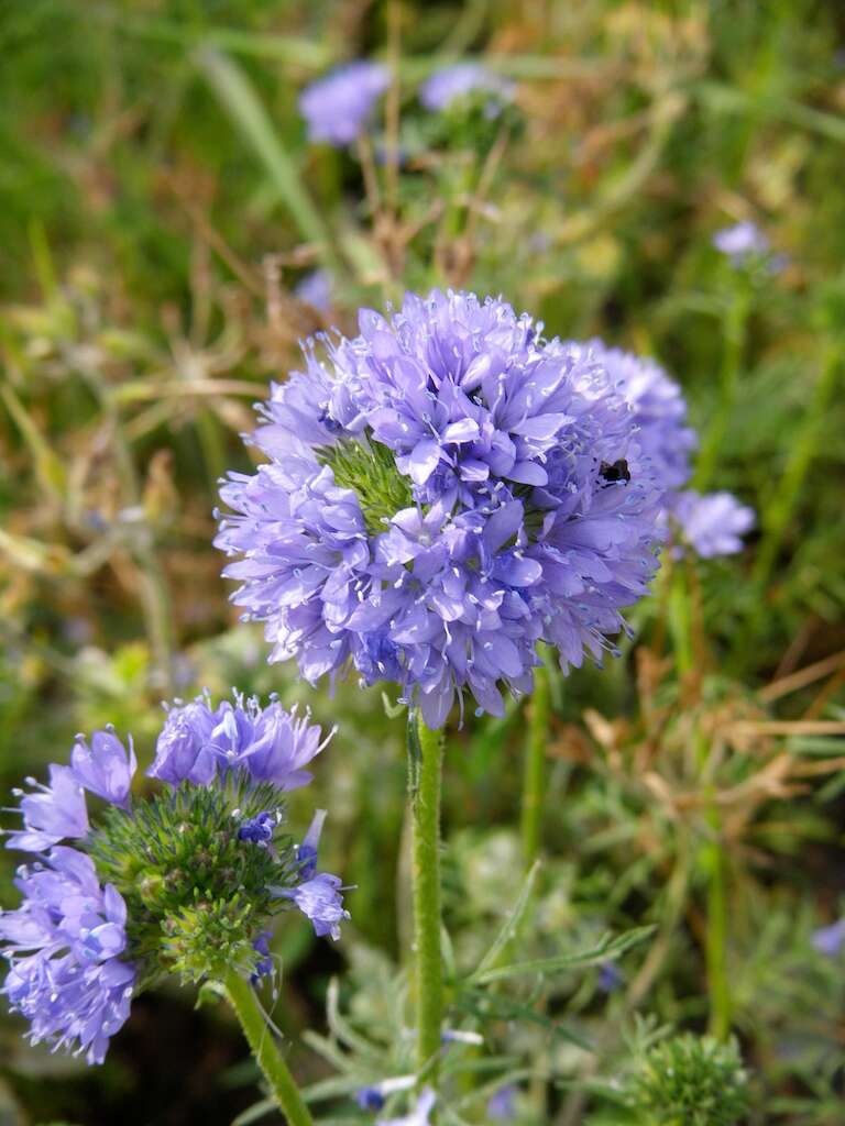 Image of bluehead gilia