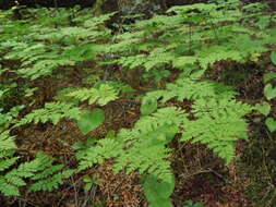 Image of Dryopteris amurensis (Milde) Christ