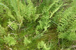 Thelypteris palustris subsp. palustris的圖片