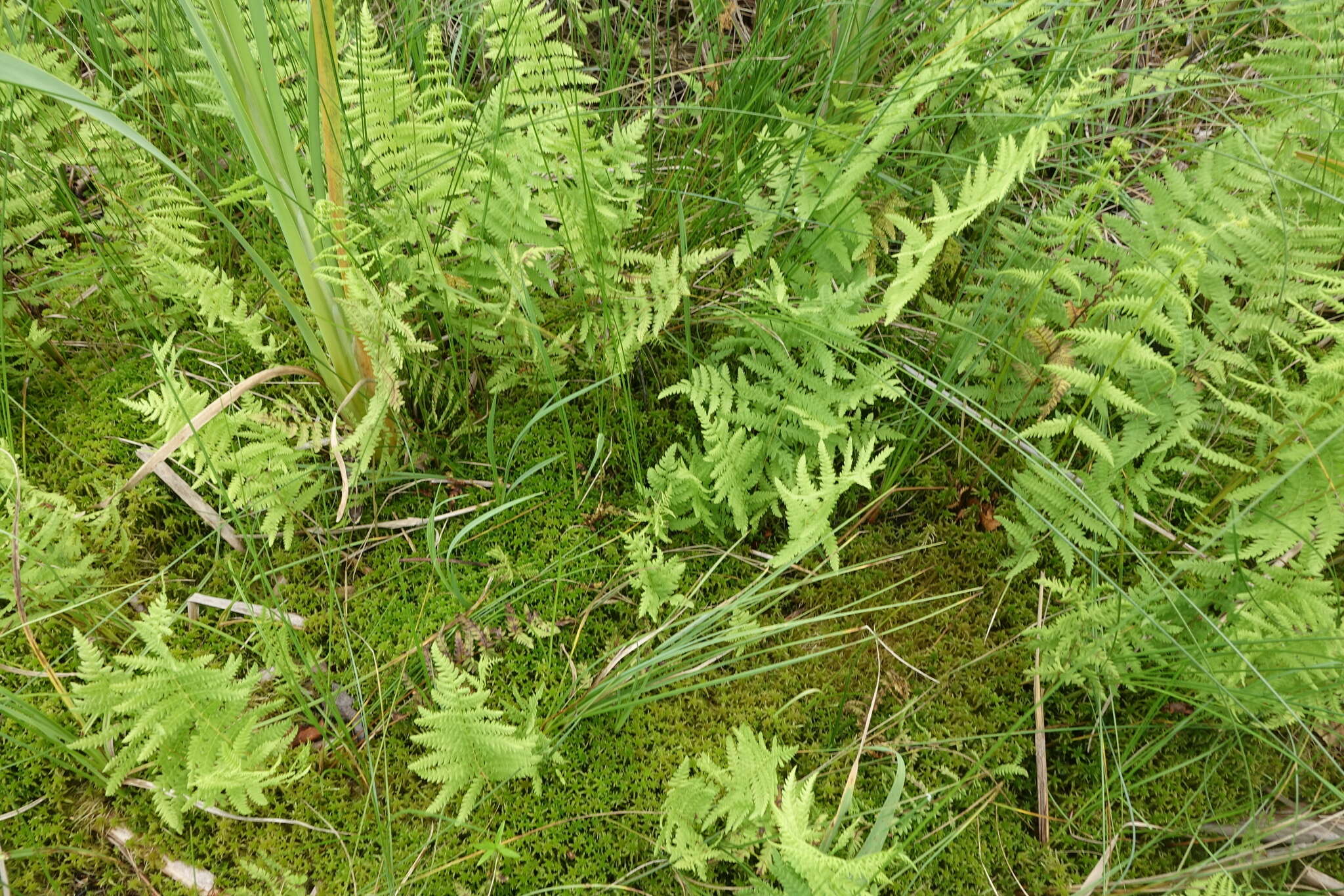 Image of Thelypteris palustris subsp. palustris