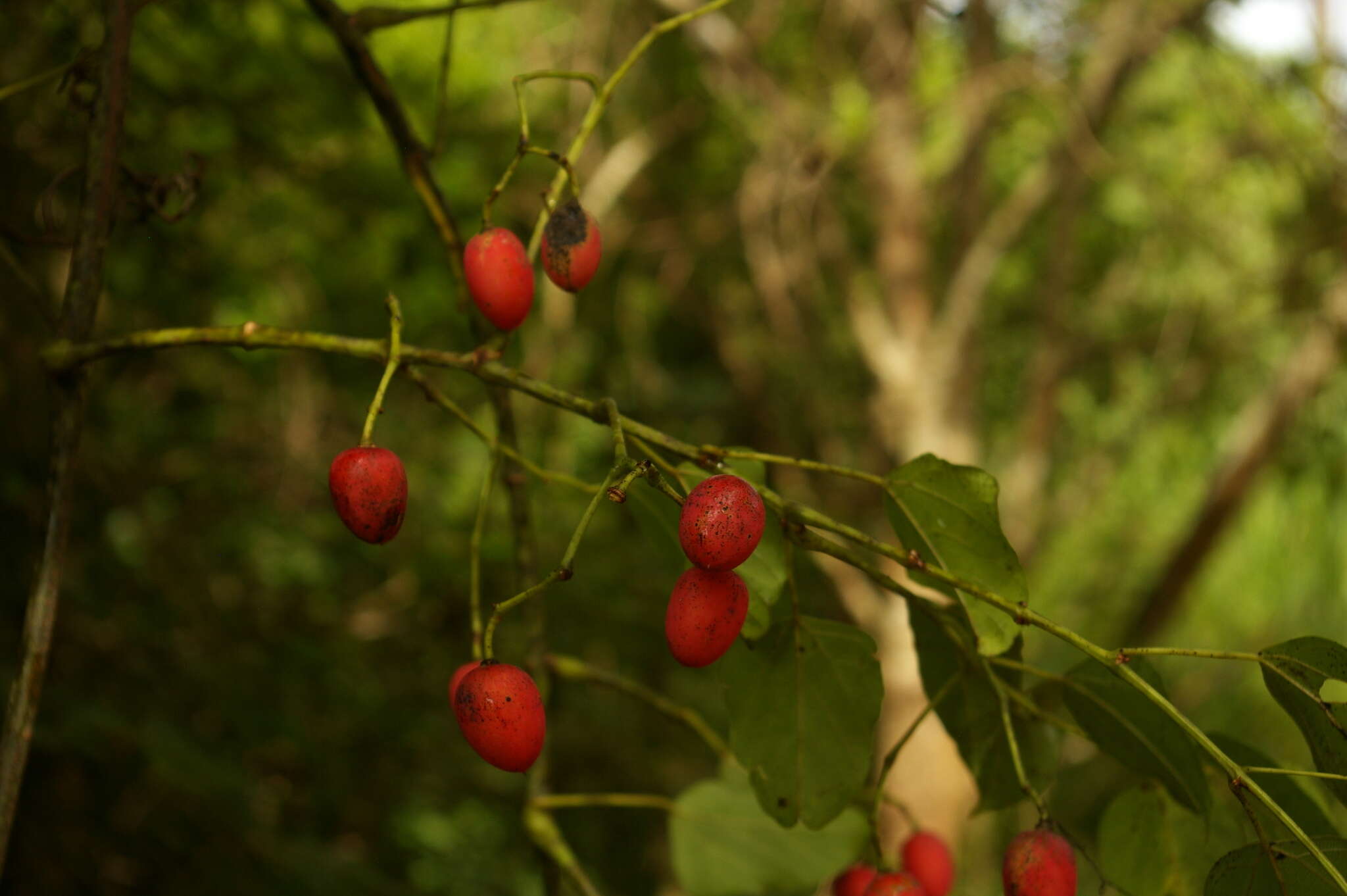 Cissus integrifolia (Bak.) Planch.的圖片