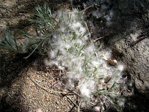 Image of Fremont cottonwood