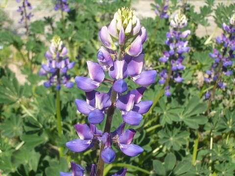 Image of hollowleaf annual lupine