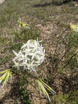 Imagem de Amsonia longiflora Torr.