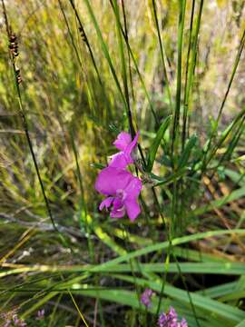 Imagem de <i>Podalyria oleifolia</i>