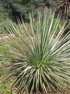 Image of Parry's beargrass