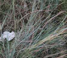 Image of thatching grass