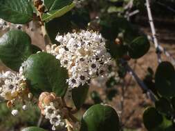 Image of hoaryleaf ceanothus