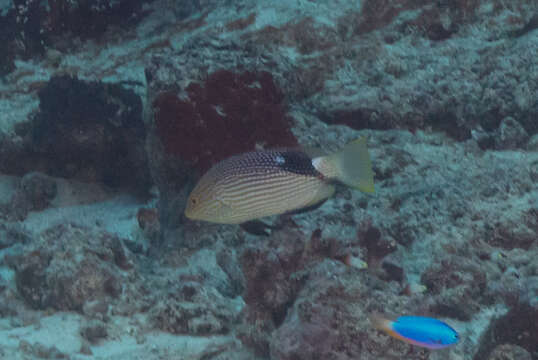 Image of Blackfin hogfish