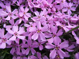 Image of moss phlox