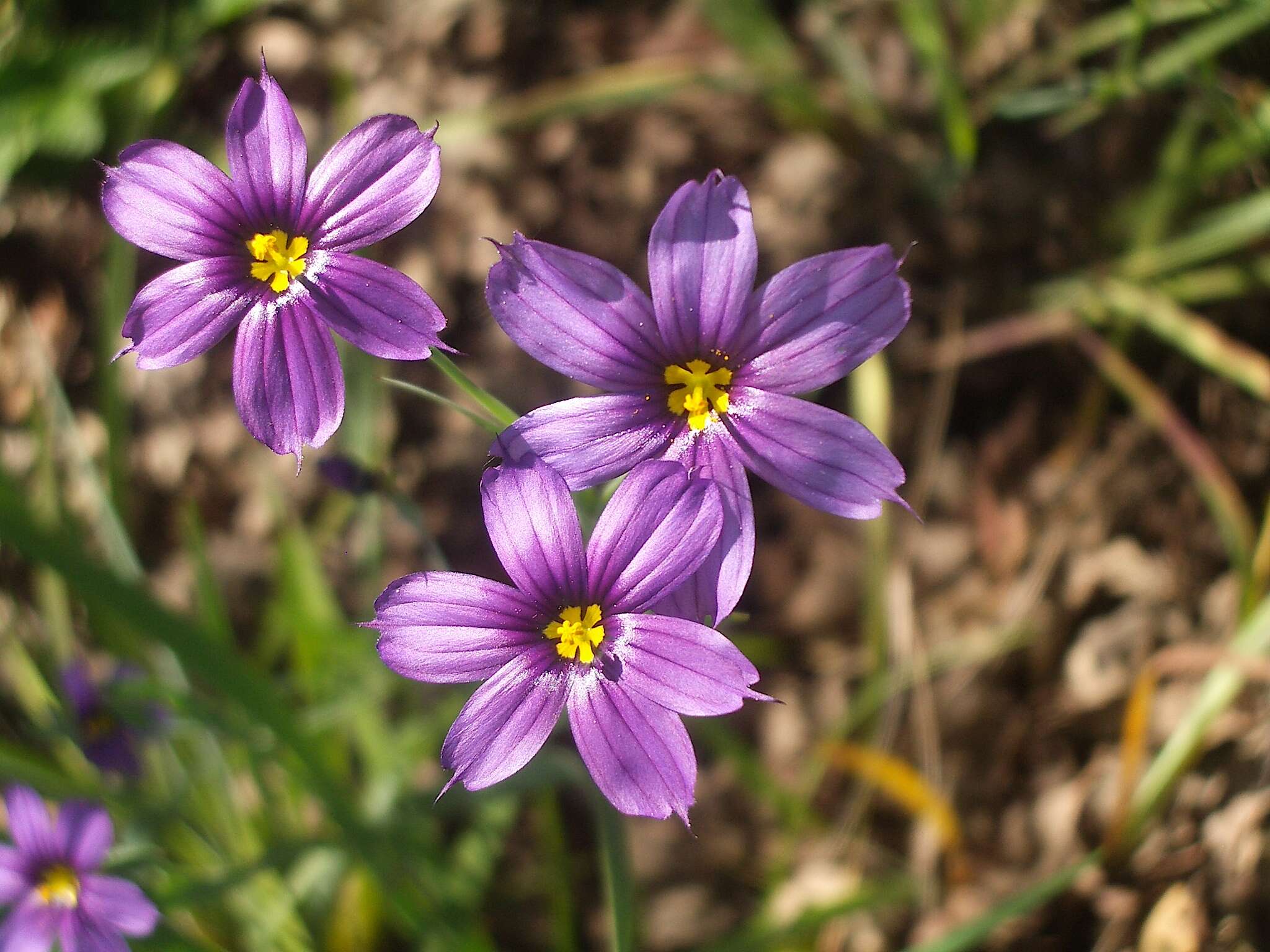 Image of western blue-eyed grass