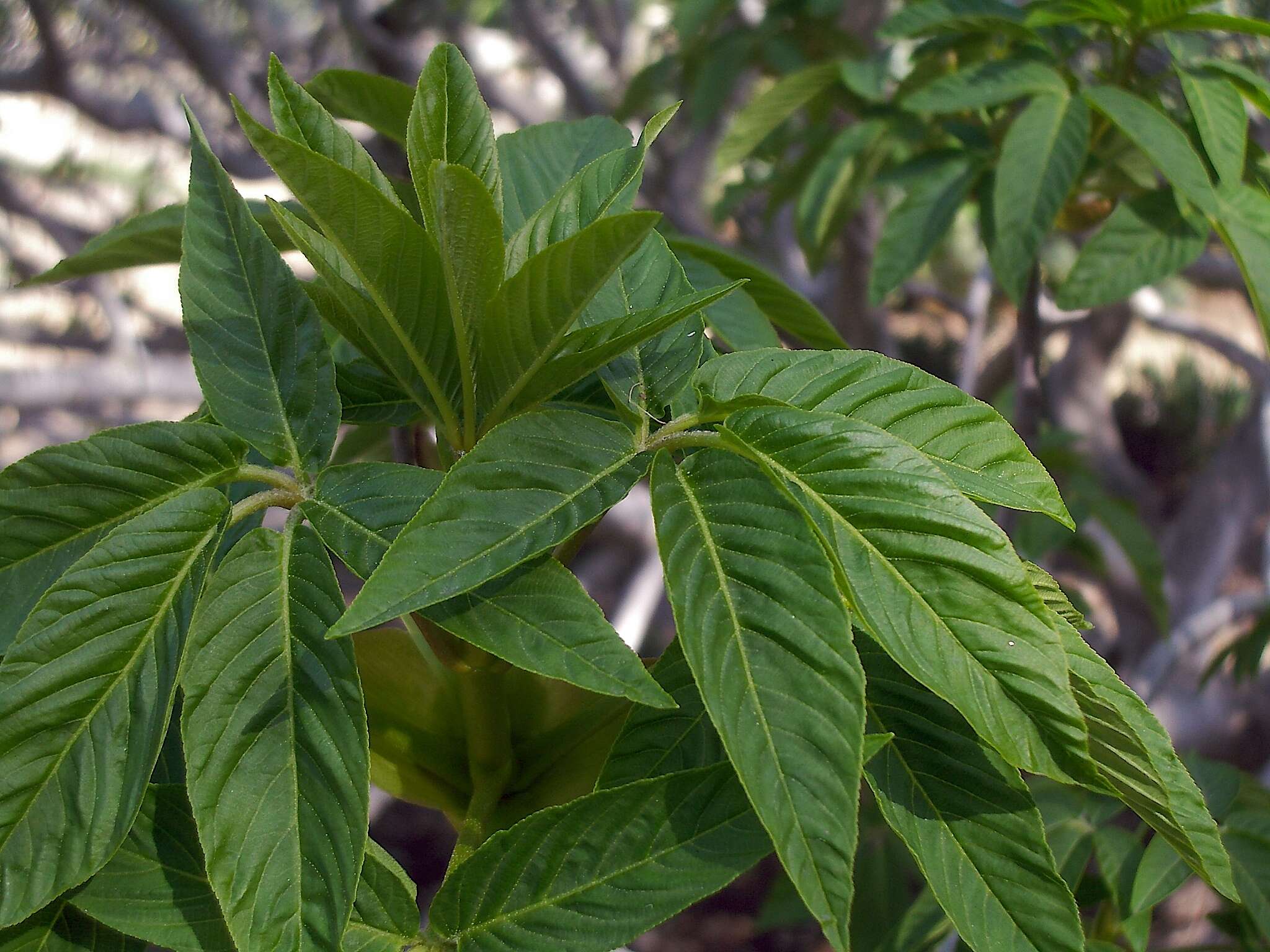 Imagem de Aesculus californica (Spach) Nutt.