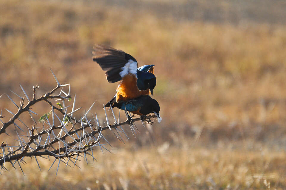 Image of Superb Starling