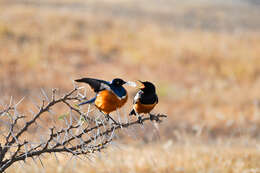 Image of Superb Starling