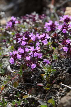 Image de Thymus indigirkensis Karav.