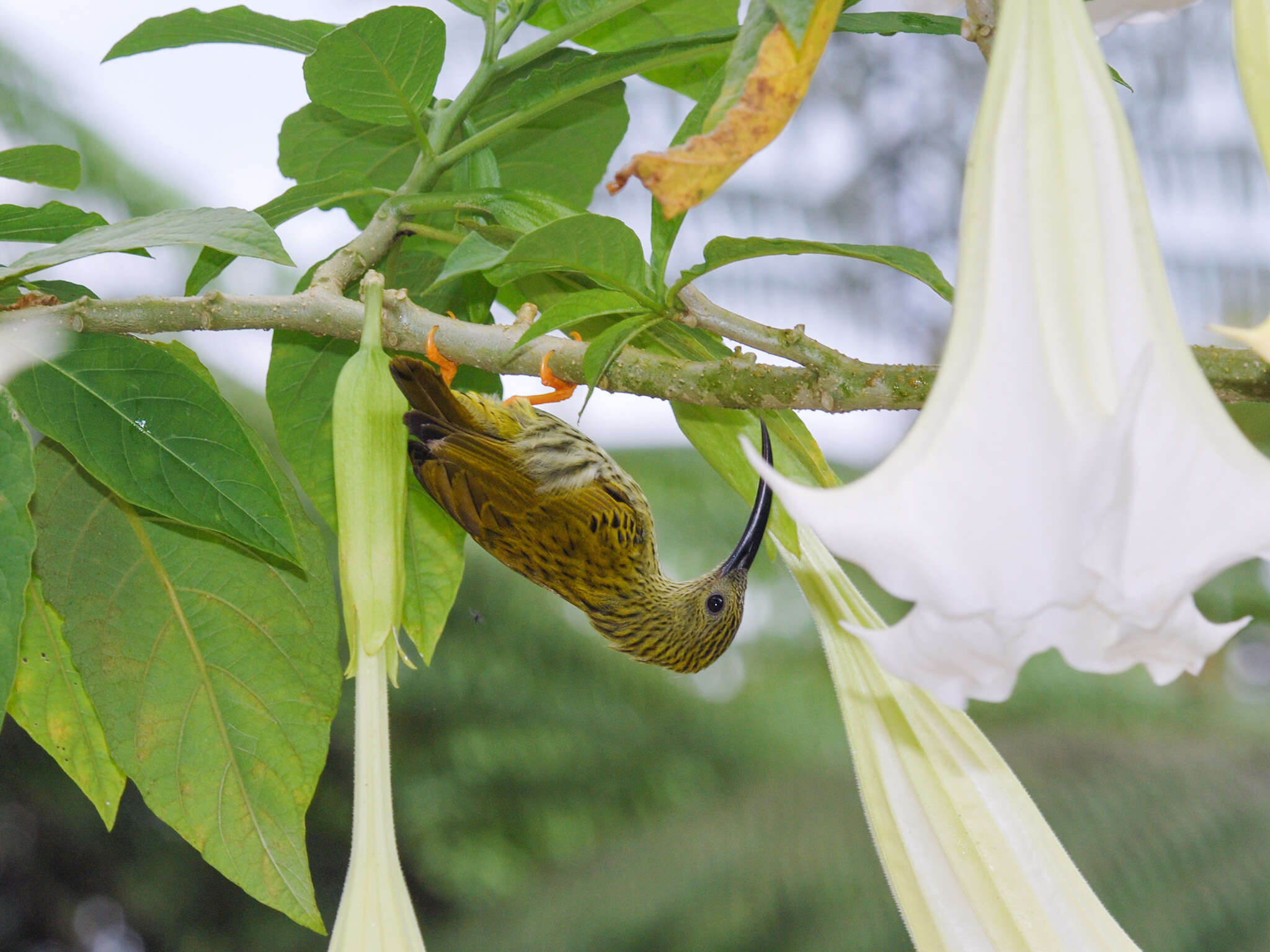 Image of Streaked Spiderhunter